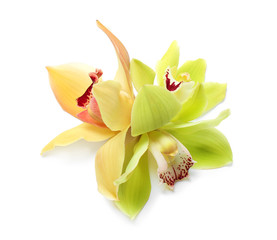 Beautiful tropical orchid flowers on white background