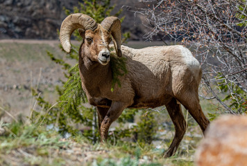 Bighorn Sheep in the Mountains of Colorado