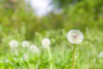Closeup view of dandelion on green meadow, space for text. Allergy trigger