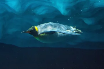 Fotobehang Cute Penguin diving underwater, underwater view . © herraez