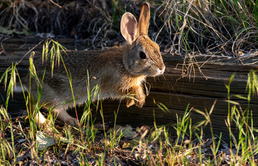 An Adorable Cottontail Rabbit on the Plains of Colorado