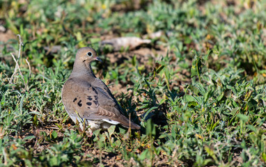 A Mourning Dove Foraging for Food