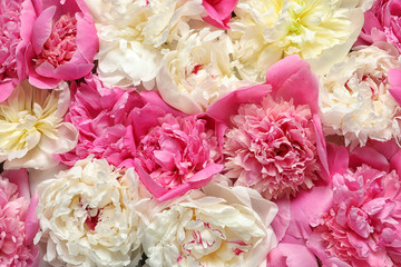 Beautiful fresh peony flowers as background, top view