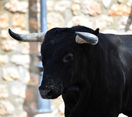 bull