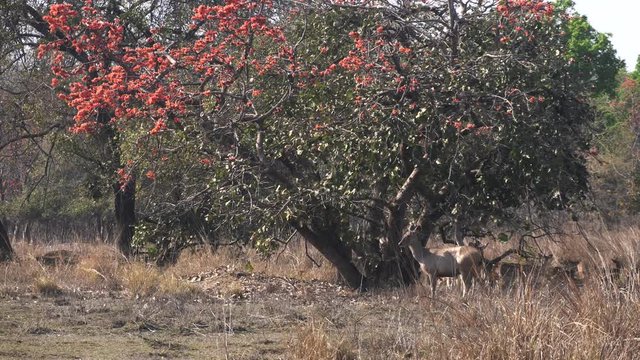 sambar deer doe standing under a colorful red flowered flame of forest tree at tadoba andhari tiger reserve in india