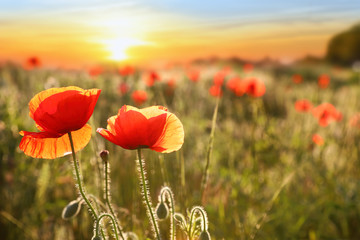 Beautiful blooming poppy flowers in field at sunset. Space for text