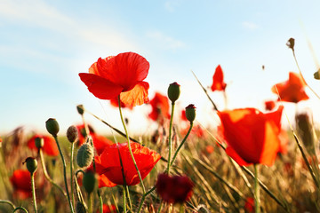 Beautiful blooming red poppy flowers in field on sunny day