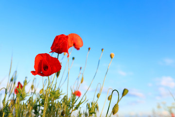 Beautiful blooming red poppy flowers in field against blue sky. Space for text