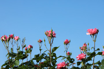 Beautiful blooming roses in garden against blue sky
