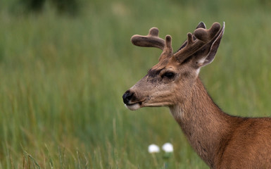 Naklejka na ściany i meble A Springtime Mule Deer Buck on the Plains