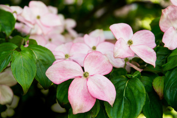 Flowering dogwood tree in the spring with beautiful pink and white flowers; cornus florida in bloom with pink bracts