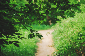 Vivid leaves of trees on bokeh background. Rich greenery in sunlight with copy space. Lush foliage close-up in sunny day. Natural green backdrop of scenic nature in backlight. Abstract texture.