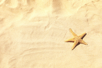 Fototapeta na wymiar Starfish at sandy beach on sunny day, top view. Space for text