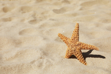 Fototapeta na wymiar Starfish at sandy beach on sunny day. Space for text