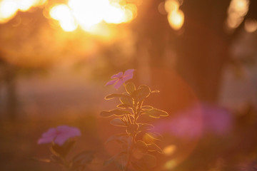 Flor ao sol