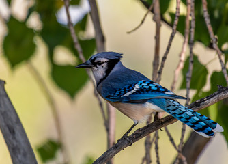 A Beautiful Blue Jay Perched on a Branch
