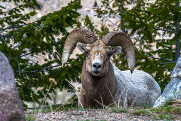 Bighorn Sheep in the Mountains of Colorado