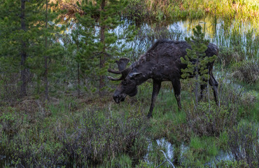 A Bull Moose in Colorado with Velvet Antlers in Spring