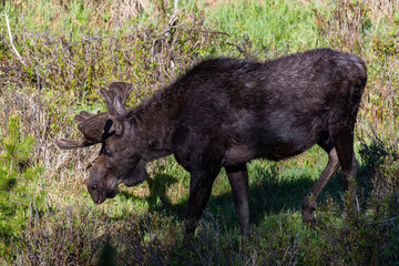 A Bull Moose in Colorado with Velvet Antlers in Spring