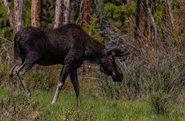 A Bull Moose in Colorado with Velvet Antlers in Spring