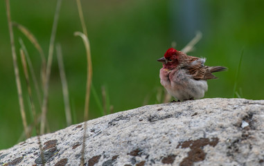 A Pretty Cassin's Finch on A Rock in the Cold Forest