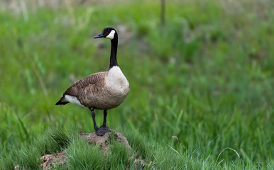 A Canada Goose Poses on Top of a Small Mound
