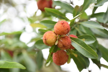 Sweet and sour delicious Bayberry fruits on a female tree.