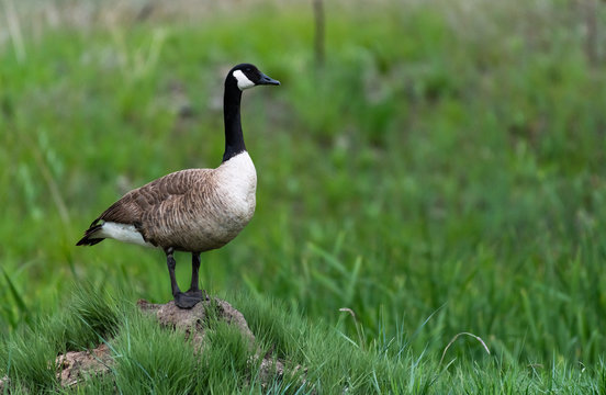A Canada Goose Poses on Top of a Small Mound