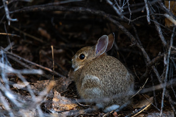 An Adorable Cottontail Rabbit on the Plains of Colorado