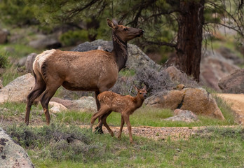 An Elk Calf and Mother in Rocky Mountain National Park