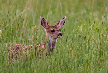 An Adorable Mule Deer Fawn in a Meadow on a Summer Morning