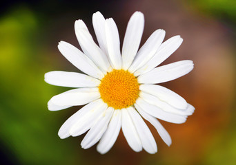 Fototapeta premium Beautiful wildflowers photographed close up on a beautiful background