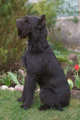 Black Giant Schnauzer dog with cropped ears sitting on a green grass near a flowerbed in spring