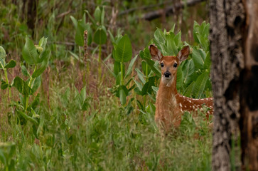 A White-tailed Deer Fawn in a Forest