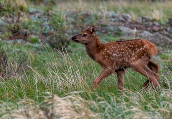 An Elk Calf Exploring its New World in Rocky Mountain National Park