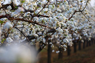 Blooming pear flower, very beautiful