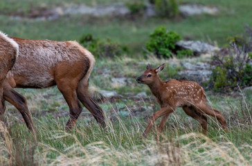 An Elk Calf and Mother in Rocky Mountain National Park