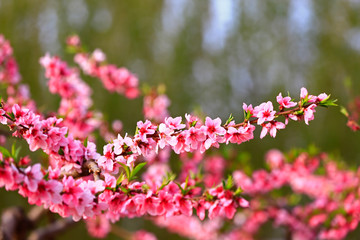 Blooming peach blossom, very beautiful