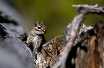 Naklejka na ściany i meble An Adorable Least Chipmunk in Rocky Mountain National Park - Colorado