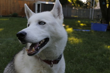 Obraz premium Portrait of Siberian Husky on the background of green grass