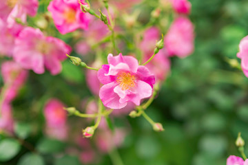 Pink Flowers with blurred background and room for logo