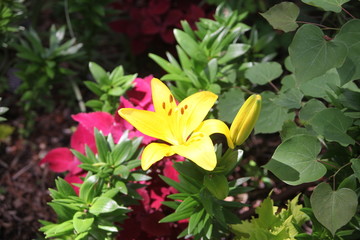 flowers in the garden
