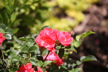 pink rose in the garden