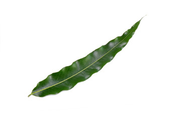 Green leaf isolated on white background. The wavy edges leaf of False Ashoka (Polyalthia longifolia), Common names include the Buddha tree, Indian mast tree, and Indian fir tree.