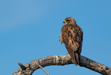 A Beautiful Swainson's Hawk Perched on a Branch on the Plains of Colorado