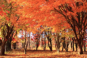 オレンジ色に覆われた森林