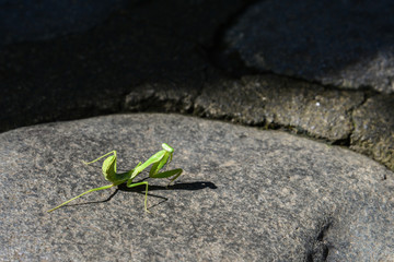  European Mantis or Praying Mantis