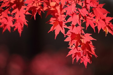 重なる鮮やかな赤いカエデ