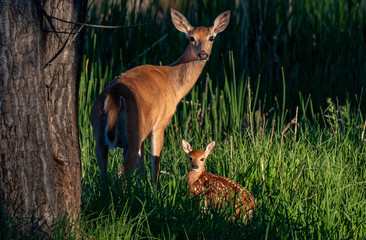 A Beautiful White-tailed Deer Doe With an Adorable Baby Fawn 