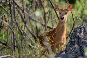 White-tailed Deer Fawn in Colorado Closeup